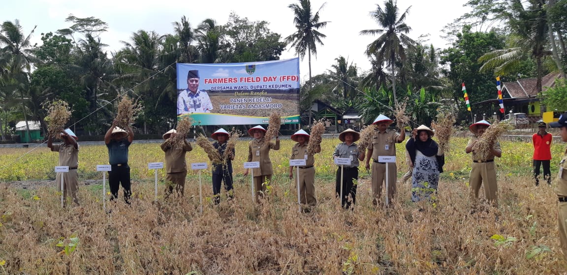 Panen Kedelai Anjasmoro di Desa Kalipurwo, Kuwarasan Capai 2,8 Ton Perhektar