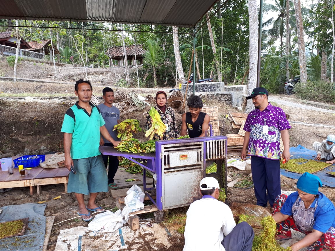 Panen tembakau di Karanggayam
